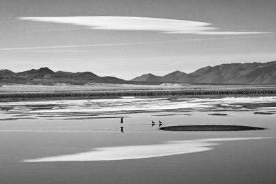 Three Reflective Birds by Susan Vizvary framed canvas print