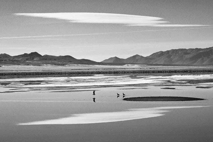 Three Reflective Birds