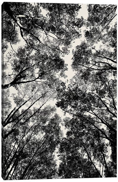 Up Through The Trees Canvas Art Print - Susan Vizvary