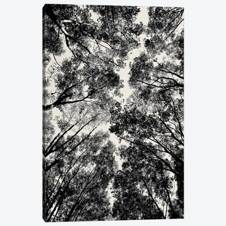Up Through The Trees Canvas Print #SUV102} by Susan Vizvary Canvas Art