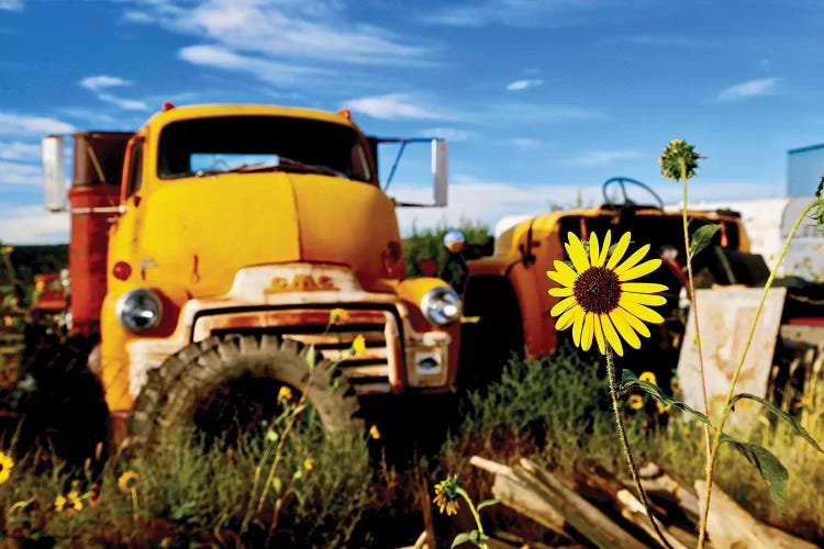 Yellow Daisy With Truck by Susan Vizvary wall art