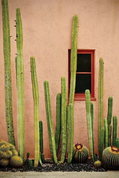 Succulents: Adobe Cactus by Susan Vizvary
