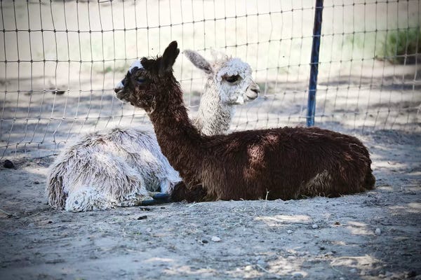 Susan Vizvary: Alpaca Friends by Susan Vizvary