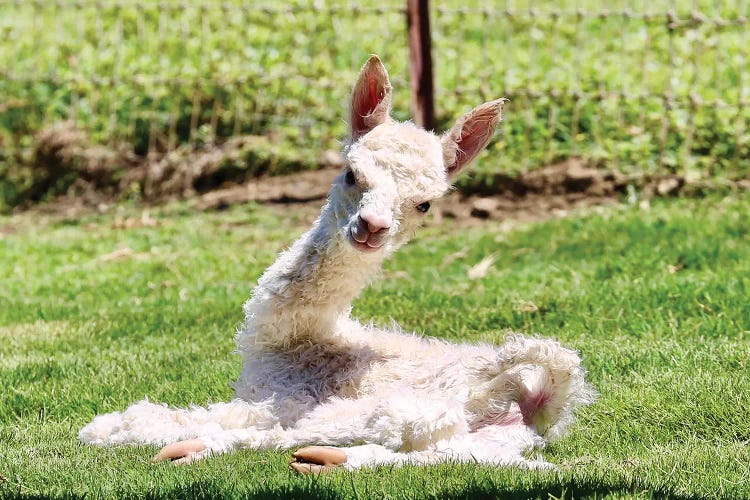 Baby Alpaca by Susan Vizvary wall art