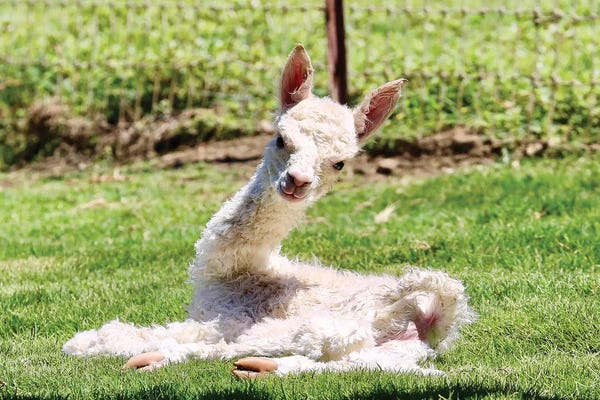 Susan Vizvary: Baby Alpaca by Susan Vizvary