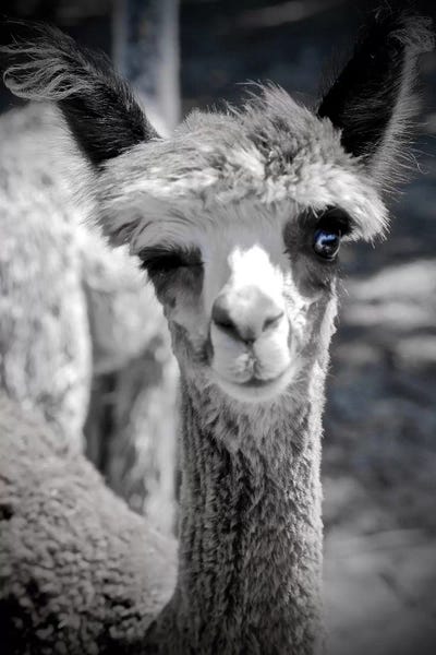 Susan Vizvary: Winking Alpaca in Black And White by Susan Vizvary