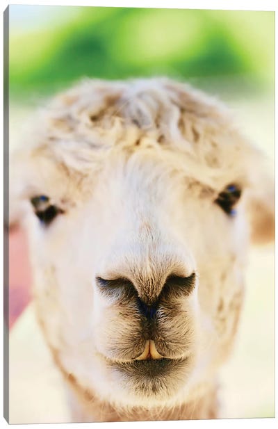 Alpaca Nose Close-Up Canvas Art Print - Susan Vizvary