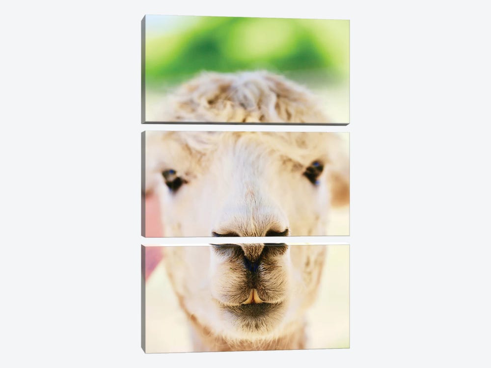 Alpaca Nose Close-Up by Susan Vizvary 3-piece Canvas Print