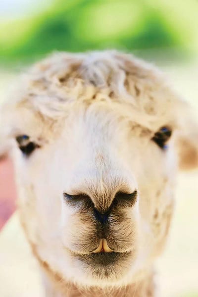 Susan Vizvary: Alpaca Nose Close-Up by Susan Vizvary