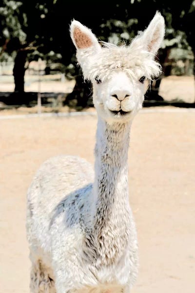 Susan Vizvary: Extra White Alpaca by Susan Vizvary