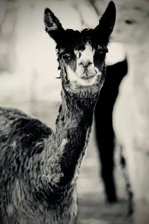 Happy Alpaca in Black And White