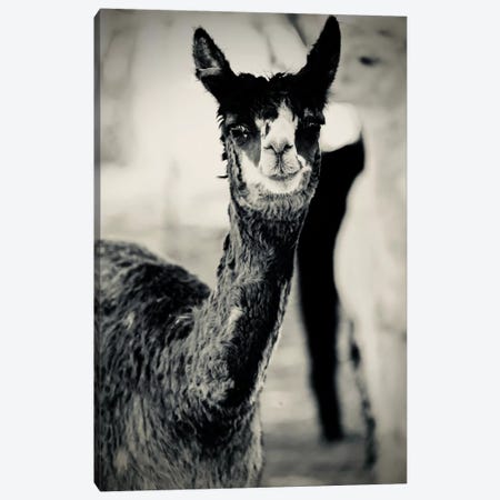 Happy Alpaca in Black And White Canvas Print #SUV129} by Susan Vizvary Canvas Artwork