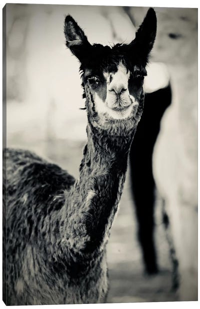 Happy Alpaca in Black And White Canvas Art Print - Llama & Alpaca Art