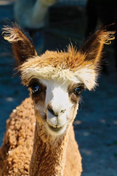 Susan Vizvary: Happy Brown Alpaca by Susan Vizvary