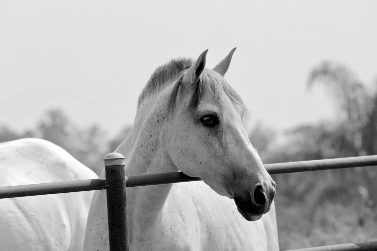 Horse Over Fence In Black And White