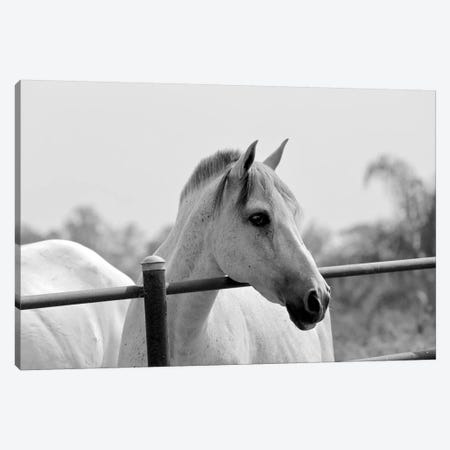 Horse Over Fence In Black And White Canvas Print #SUV132} by Susan Vizvary Canvas Print