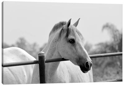 Horse Over Fence In Black And White Canvas Art Print - Susan Vizvary