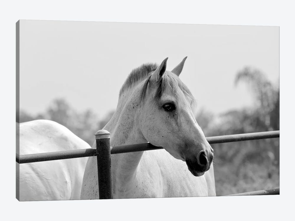 Horse Over Fence In Black And White by Susan Vizvary 1-piece Canvas Art