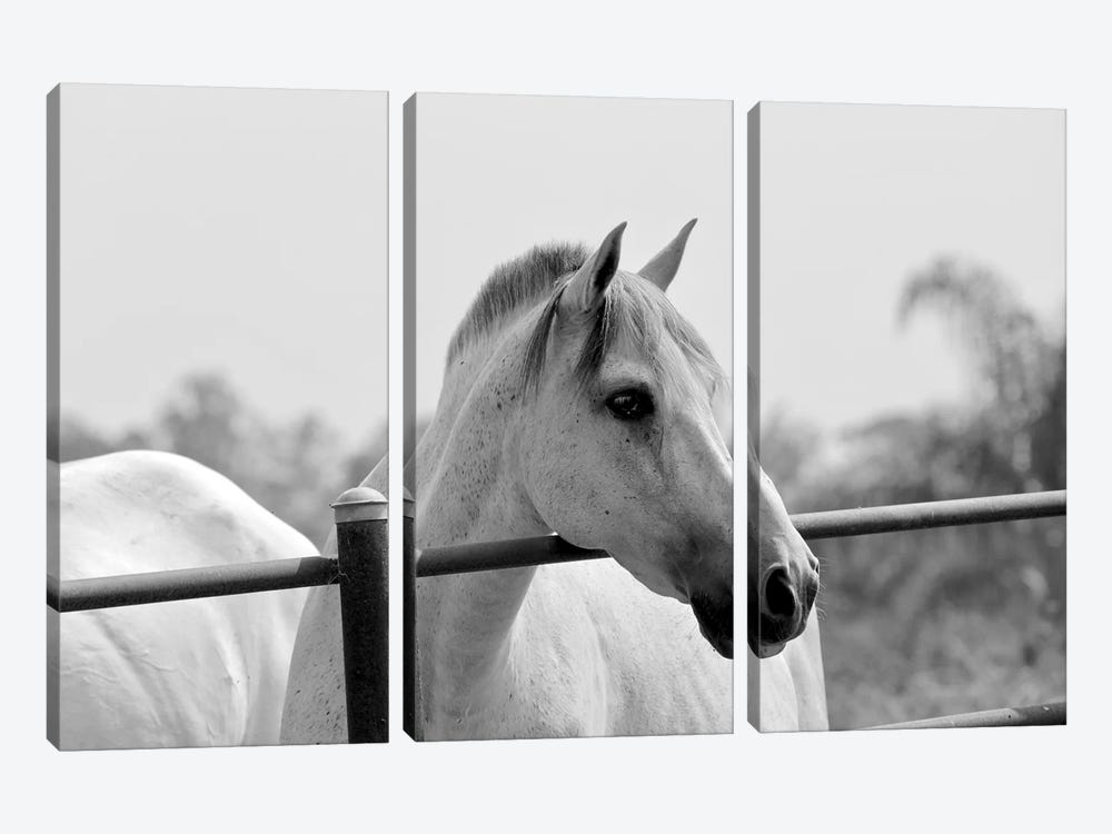 Horse Over Fence In Black And White by Susan Vizvary 3-piece Canvas Artwork
