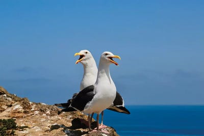 Love Birds by Susan Vizvary framed canvas print