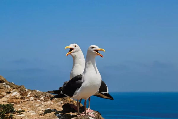 Susan Vizvary: Love Birds by Susan Vizvary