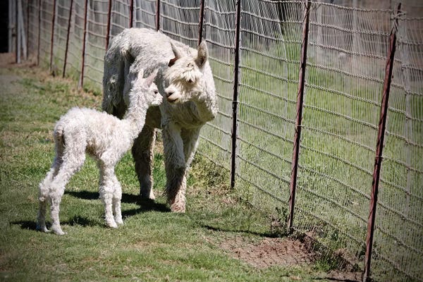 Susan Vizvary: Mama And Baby by Susan Vizvary
