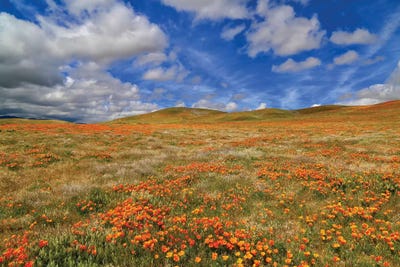 Poppies With Clouds by Susan Vizvary framed canvas print