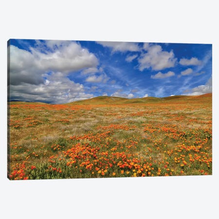 Poppies With Clouds Canvas Print #SUV148} by Susan Vizvary Canvas Artwork