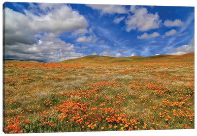 Poppies With Clouds Canvas Art Print - Susan Vizvary