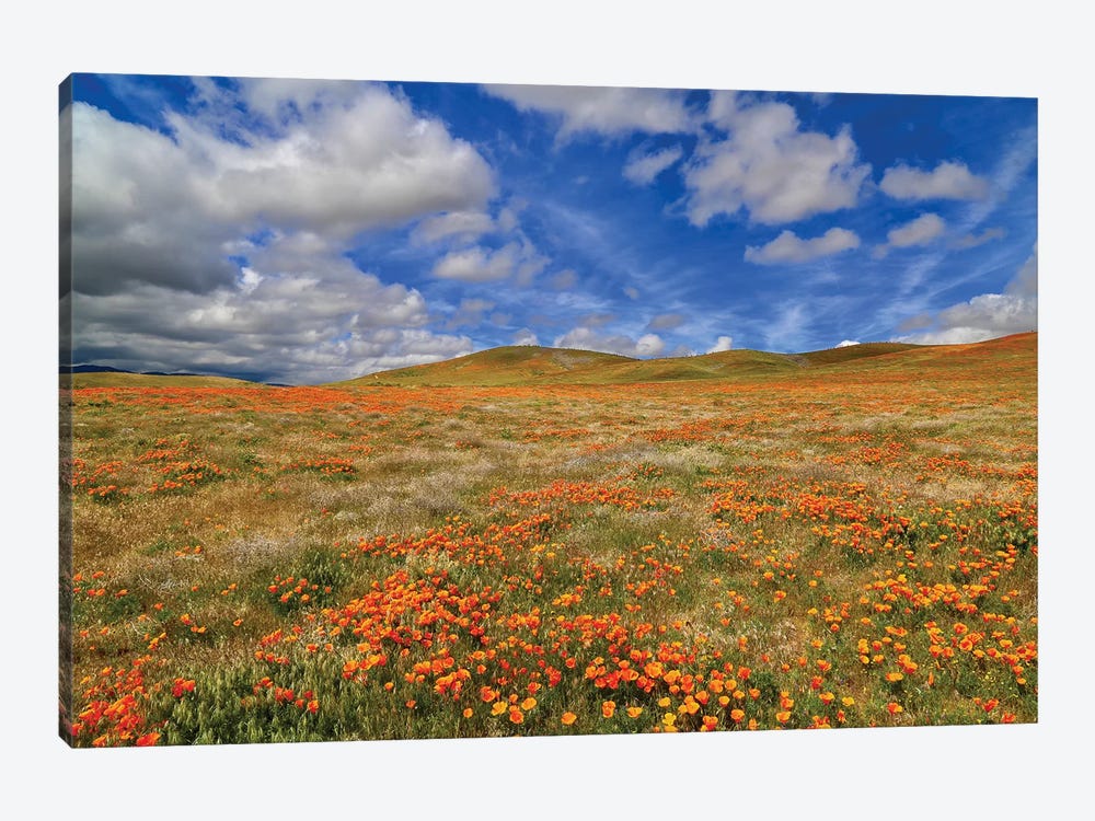 Poppies With Clouds by Susan Vizvary 1-piece Canvas Art Print