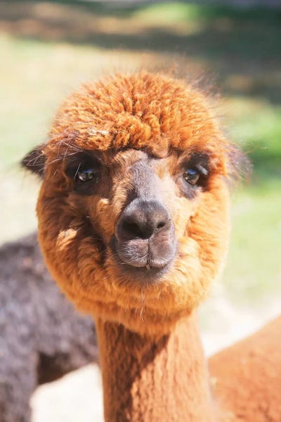 Susan Vizvary: Puffy Brown Alpaca by Susan Vizvary