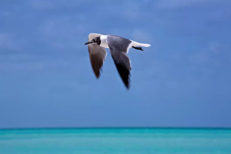 Bird In Flight