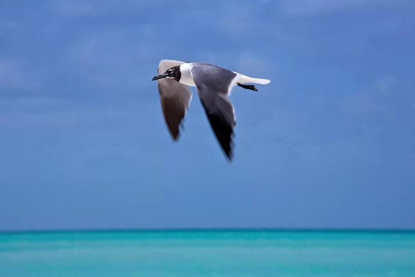 Susan Vizvary: Bird In Flight by Susan Vizvary