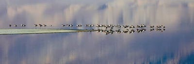 Birds On Owens Lake by Susan Vizvary framed canvas print