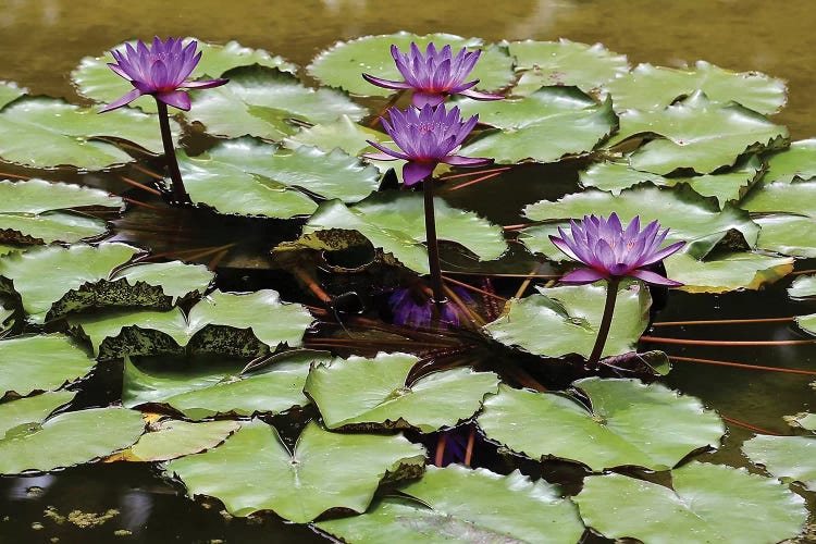 Waterlilies by Susan Vizvary wall art