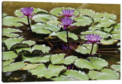 Waterlilies Canvas Art Print - Pond Art