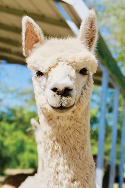 Susan Vizvary: White Alpaca by Susan Vizvary