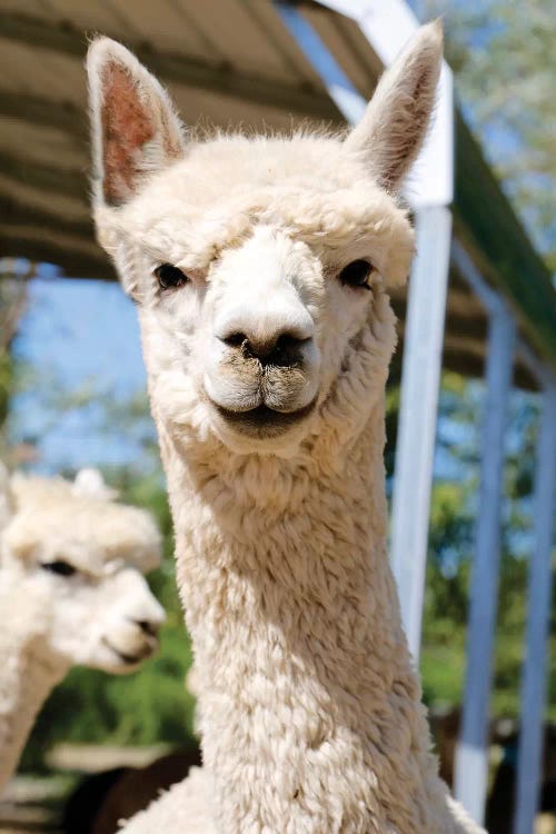 White Alpaca With Friend