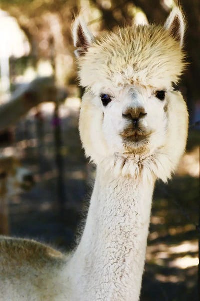 Susan Vizvary: White Furry Alpaca by Susan Vizvary