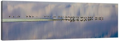 Birds On Owens Lake Canvas Art Print - Susan Vizvary