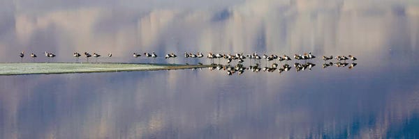 Susan Vizvary: Birds On Owens Lake by Susan Vizvary