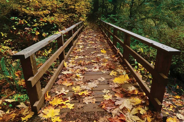 Susan Vizvary: Autumn's Bridge II by Susan Vizvary