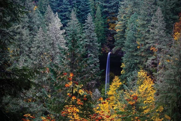 Evergreen Trees: Falls Through The Trees by Susan Vizvary