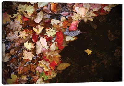 Lone Leaf Canvas Art Print - Susan Vizvary