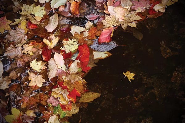 Susan Vizvary: Lone Leaf by Susan Vizvary