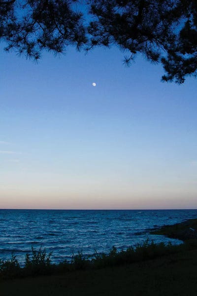 Susan Vizvary: Moon Through The Trees by Susan Vizvary