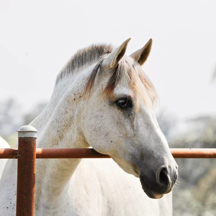 White Beauty