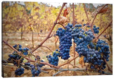 Grapes On A Vine Canvas Art Print - Winery/Tavern