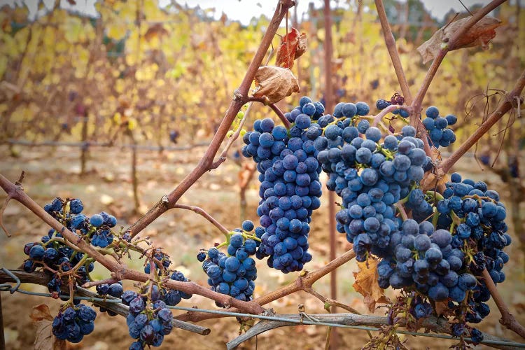 Grapes On A Vine