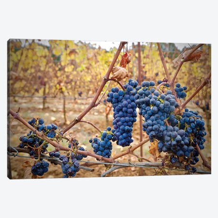 Grapes On A Vine Canvas Print #SUV205} by Susan Vizvary Canvas Art